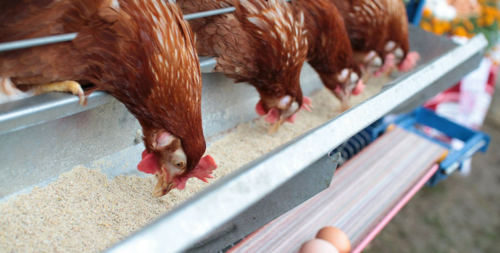 Loi sur la protection animale Le Luxembourg reconnaît