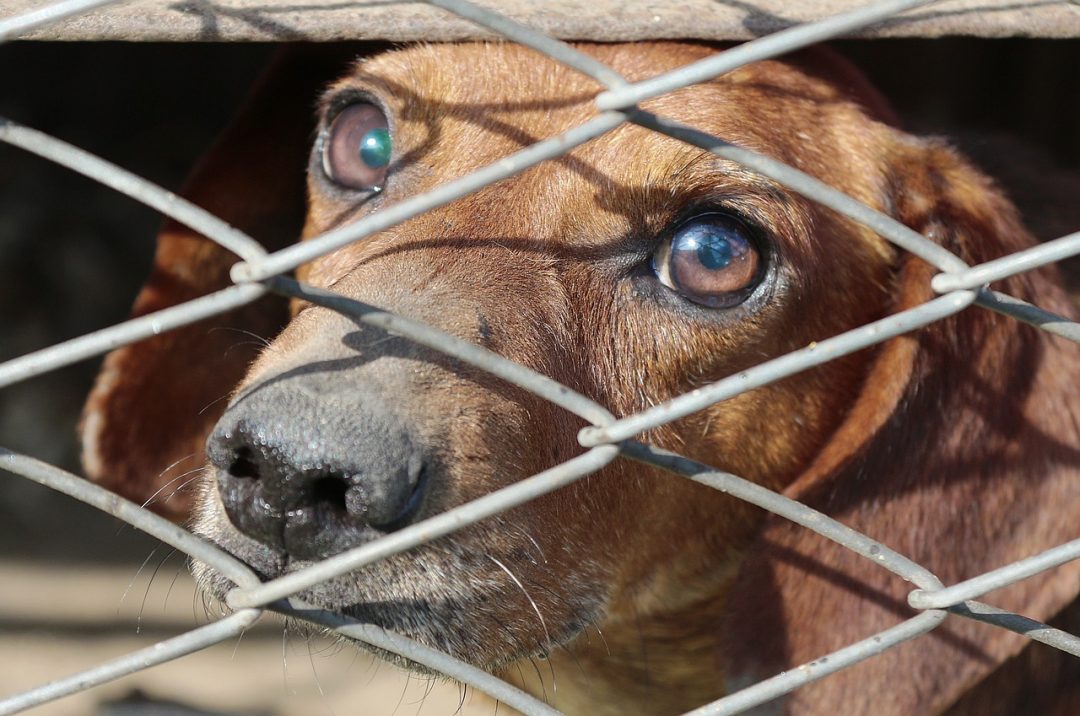 Une proposition de loi pour que cesse l'abandon d'animaux